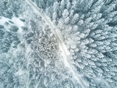 鸟瞰的雪森林
